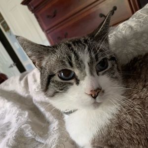 Meet your Posher, Lamoyne